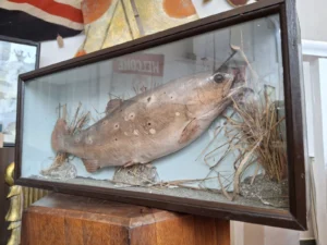 Early 20th Century Carved Brown Trout Presentation Model.